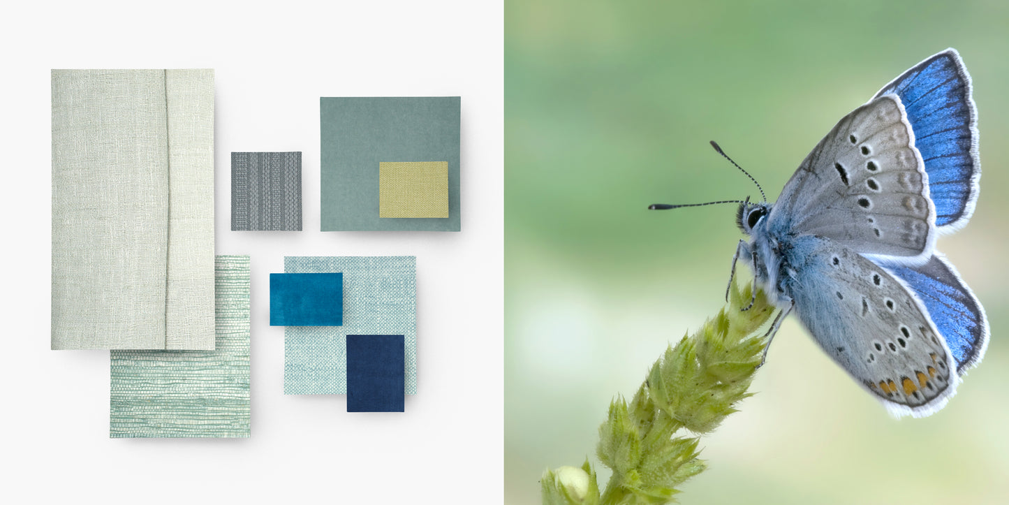 Amandus Blue