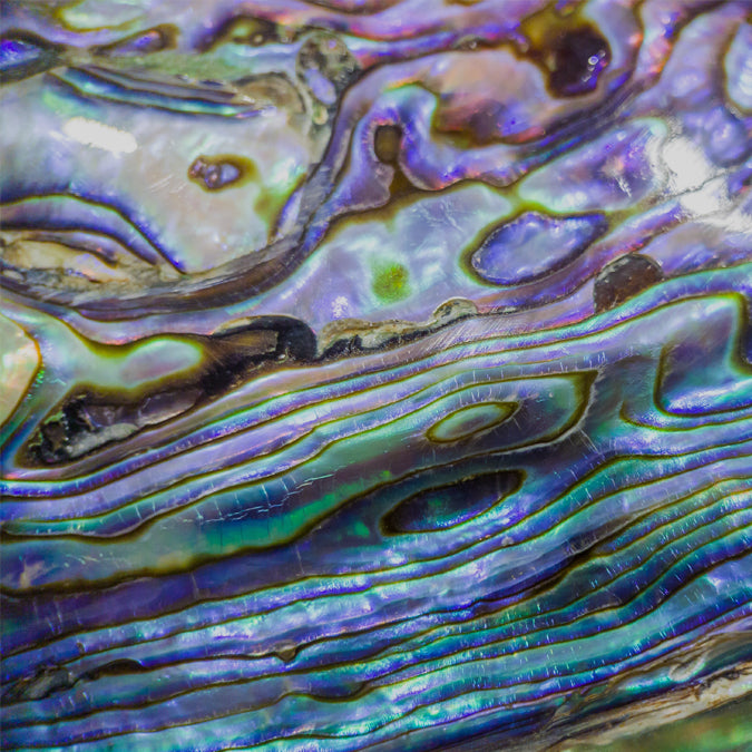 Paua Shell – Textilium