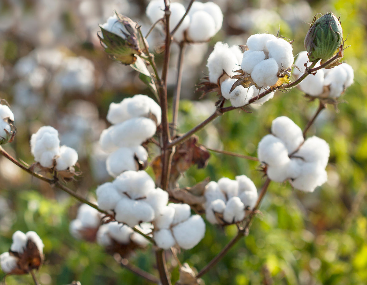 All-natural fibers at the heart of our approach – Textilium